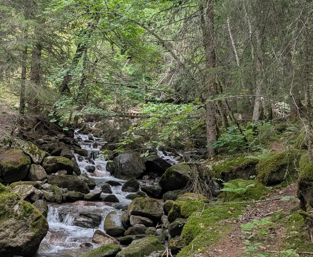 Le torrent du Bugeon en sous-bois : l’eau descend en cascades entre des blocs
					couverts de mousse, sous les épicéas et les feuillus qui ferment le vallon.
					Photographie prise le 28 août 2026 depuis le sentier des Pâquiers.